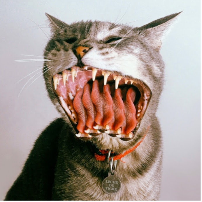 LECHE DE TIGRE